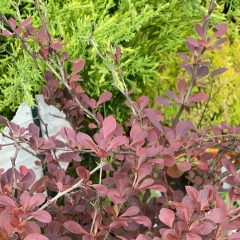 Надя Те, 21.02, Москва