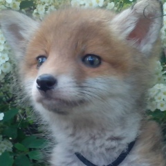 Алиса Полтава, 08.03, Полтава