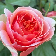 Оксана Гречаный, Москва