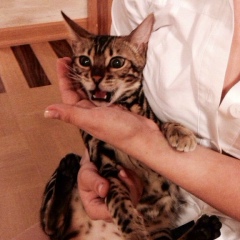 Анастасия Гемонова, Минск