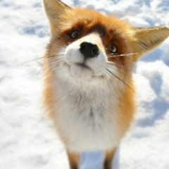 Жека Савёлов