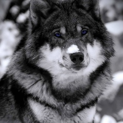 Мария Леванович, 01.07, Санкт-Петербург