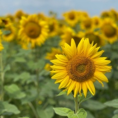 Христя Мігащук, 15.12, Коломыя