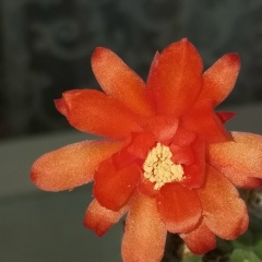 Валентина Ухоботина Никифорова, Тульчин