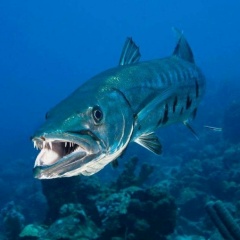 Алексей Фролов, 10.03.1980, Санкт-Петербург