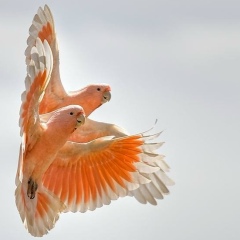 Akziyash Mahmutova, 06.11.1989, Алматы