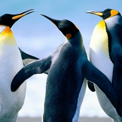 Aijana Aimanbaeva, 16.09.1989, Екатеринбург