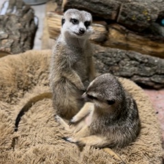 Александр Кочетков, 03.02.1986, Дзержинский