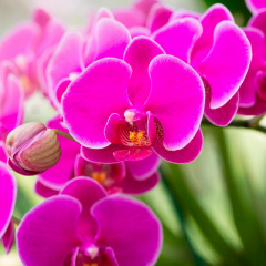 Александра Истопленникова, Ульяновск