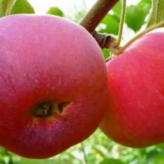 Питомник Долбня, 06.01.1987, Кувандык