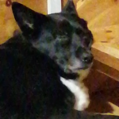 Владимир Алешин, 28.11.1958, Санкт-Петербург