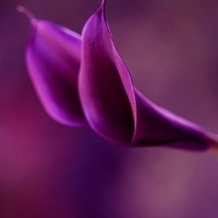 Елена Кузнецова, 15.09.1985, Гатчина