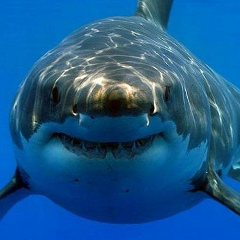 Денис Швед, 15.06.1901