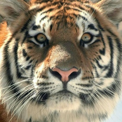 Алина Нараган, 01.03