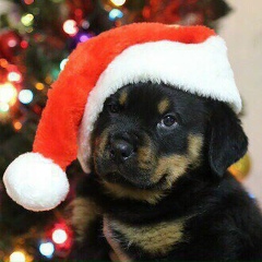 Елена Кимерова, Москва