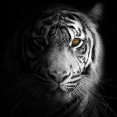 Айк Мнацаканян, 05.06.1990, Воронеж