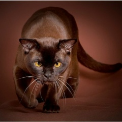 Яна Степаненко, 23.12, Покров / Орджоникидзе