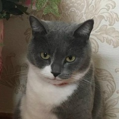 Хабиб Адилов, Махачкала