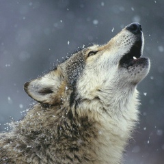 Абубакар Нагаев, 17.05.1991, Москва