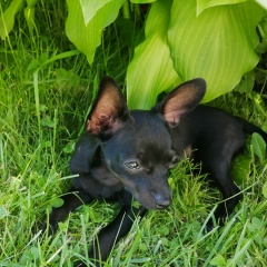 Юлия Мещанова, 15.03, Санкт-Петербург