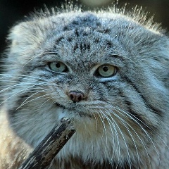 Александр Пинюгин, 30.08, Habana