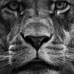 Али Баташев, 12.10.1998, Москва