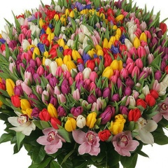 Асема Ибрагимова, 15.12.1980, Сарыагаш