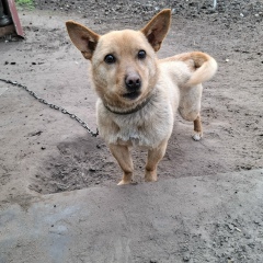 Бек Сторно, Киев