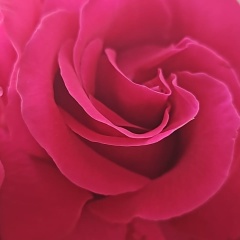 Елена Кудинова, Санкт-Петербург