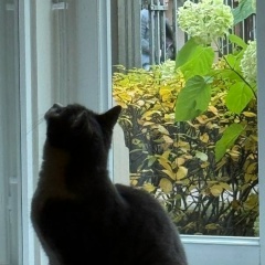 Петр Манджиев, 15.08, Москва