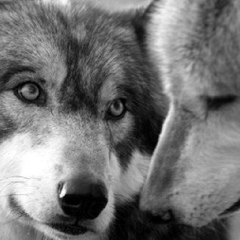 Валентина Николаева, 22.11.1988, Нальчик