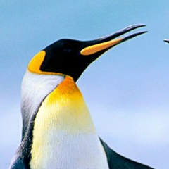 Abbas Aliyev, 05.02, Баку