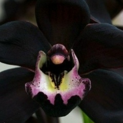 Black Orchid, 22.10.1982