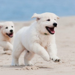 Асыл Аубакиров, 25.08.1988