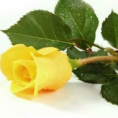 Арайлы Сисімова, 14.05.1988