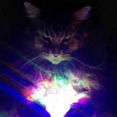 Дима Trot, 02.01.1987, Санкт-Петербург