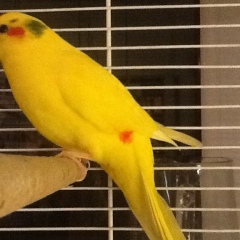 Алекс Юнанен, 14.07.1999, Таллин