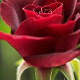 Татьяна Лаудер