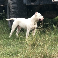 Тамерлан Даукаев, 18.07.1996, Черкесск