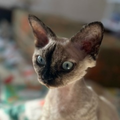 Анастасия Максименко, 18.12, Москва