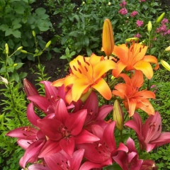 Елена Орленко, 12.09