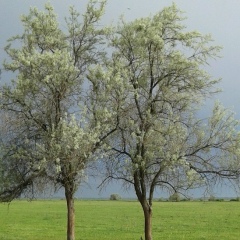 Татьяна Шапорева, 16.12, Алматы