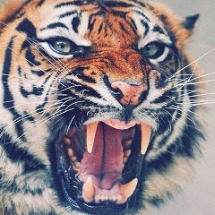 Инга Лазерсон, 06.02.1977, Bonn