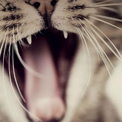 Вячеслав Саранчук, 04.08.1992, Бельцы