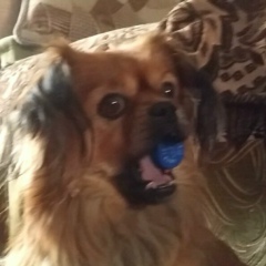 Макс Грозный, 24.12