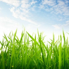 Александра Александровна, Минск