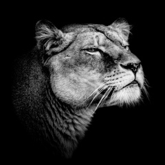 Евгений Музыченко, 26.02, Белая Церковь