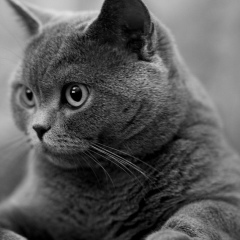 Ренат Издешов, 26.03.1984, Москва