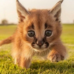 Дмитрий Тархов, 17.11.1979, Алматы