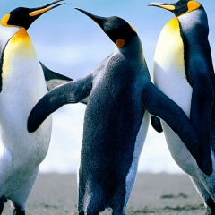 Osama Mostafa, 01.02.1980, Cairo